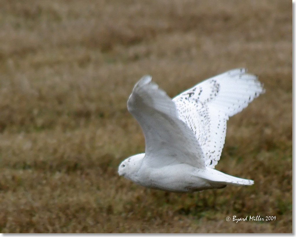 Snowy Owl Snowy Owl Fort Edward IBA NY Byard Miller Flickr