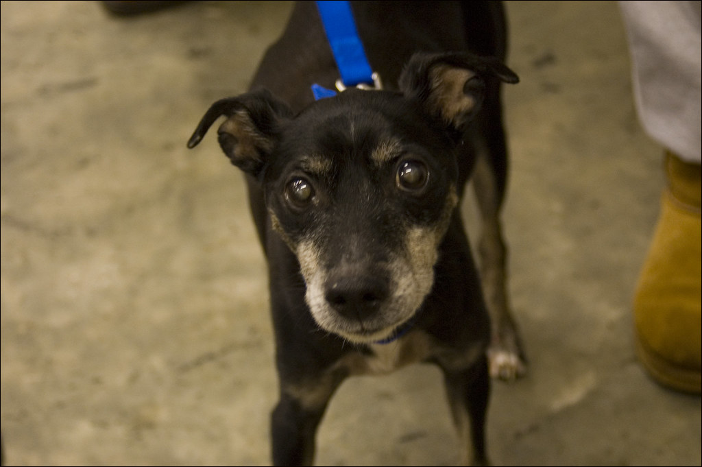 Daffy' Pet Soup Kitchen 01 This is Daffy! I recently did a… Flickr