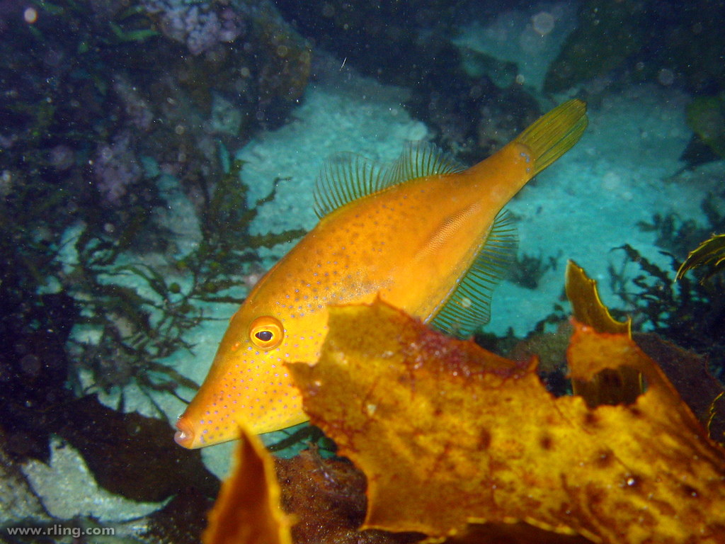 Toothbrush Leatherjacket A juvenile Toothbrush Leatherjack… Flickr
