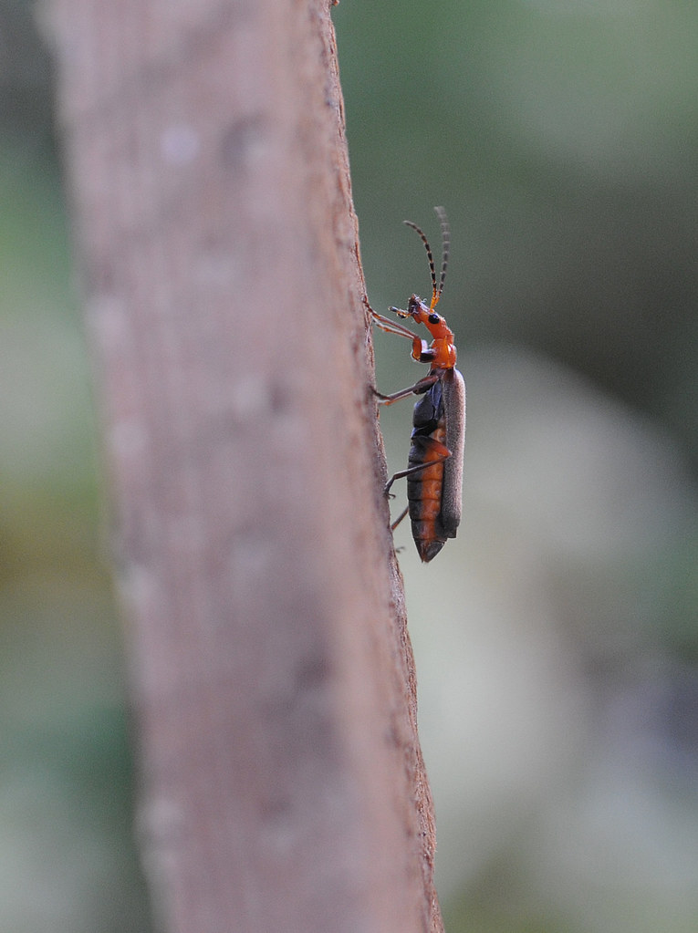 Soldier Beetles (family Cantharidae) Flickr