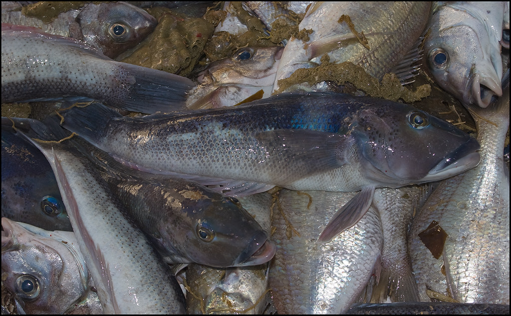 Blue Cod0849 Blue Cod Diarmuid NZ Flickr