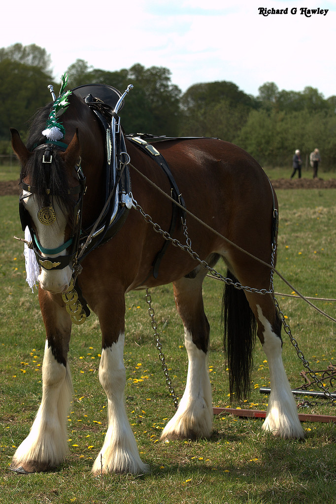 Heavy Horses Location Downham Market, Norfolk richardghawley Flickr
