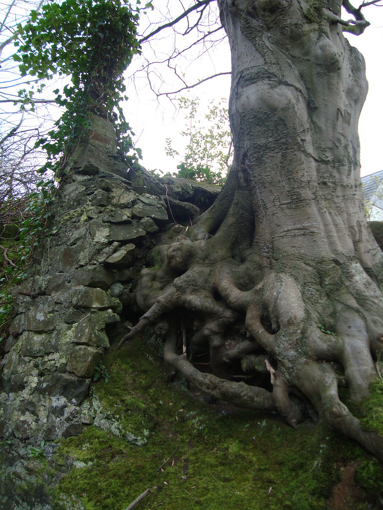 Coleraine University Gardens Grace Smith Flickr