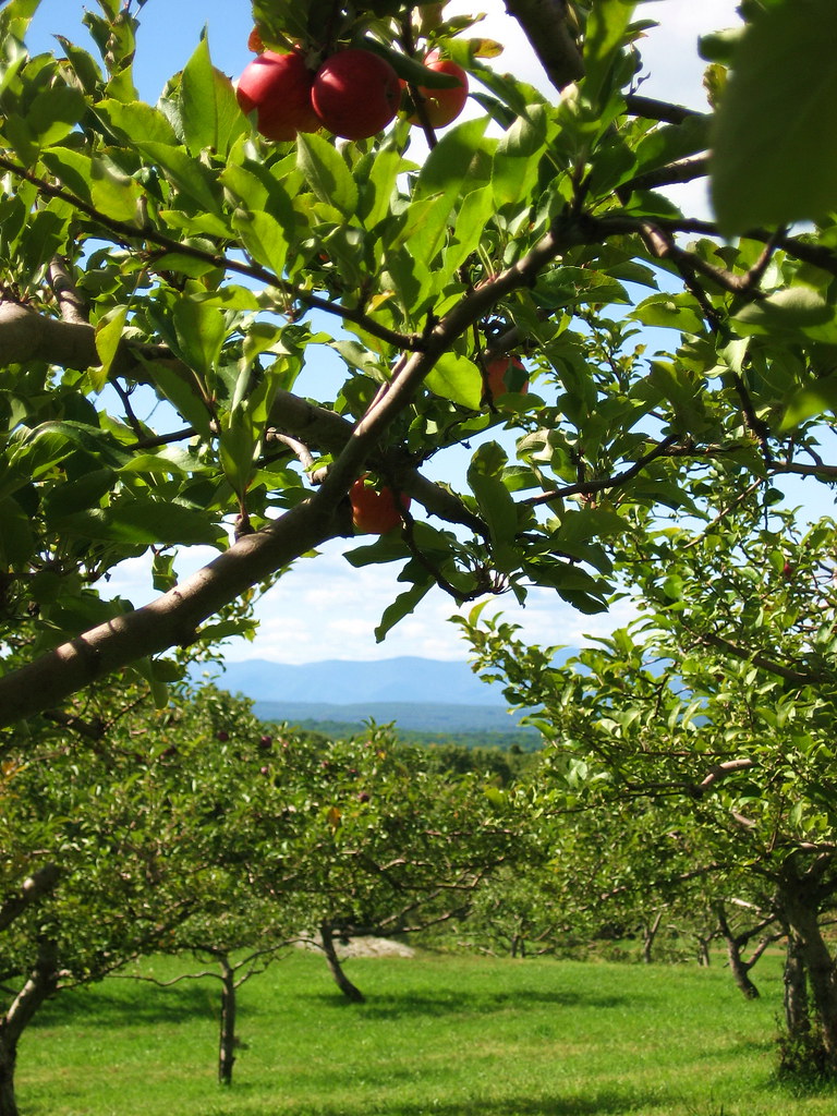 DutchessIMG_5487 Cedar Heights Orchard Rhinebeck, New York