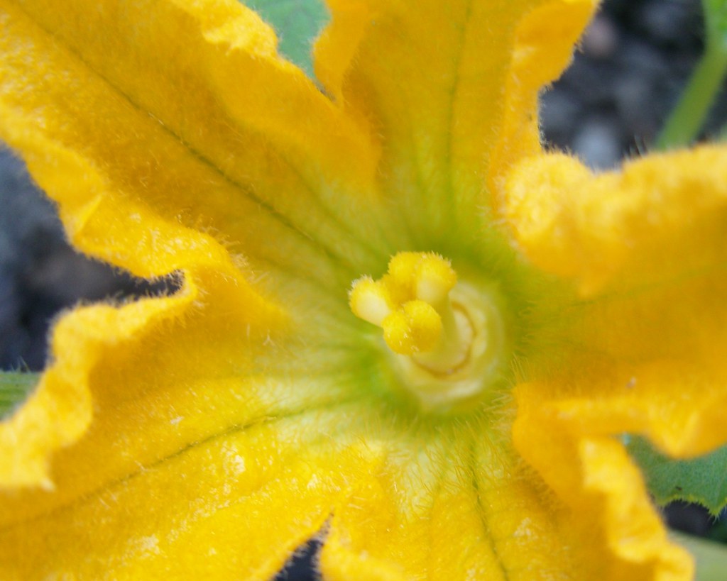 1st courgette flower The first courgette flower from my ga… Flickr