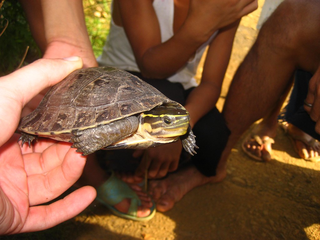 Malayan Box Turtle For Sale Philippines at Tammy Rawlings blog