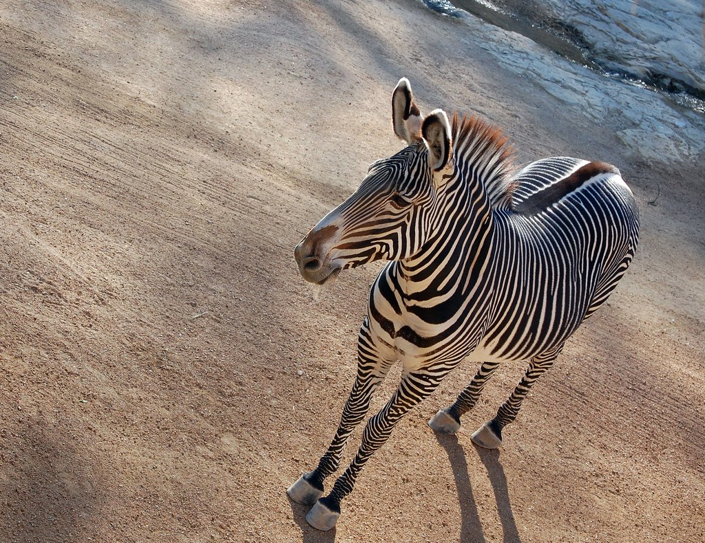 Z is for Zebra San Antonio zoo Erin1225 Flickr