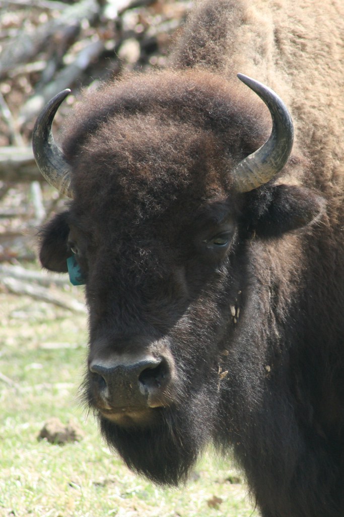 Bison at Lone Elk Park St Louis, Missouri www.stlouisco.co… Flickr
