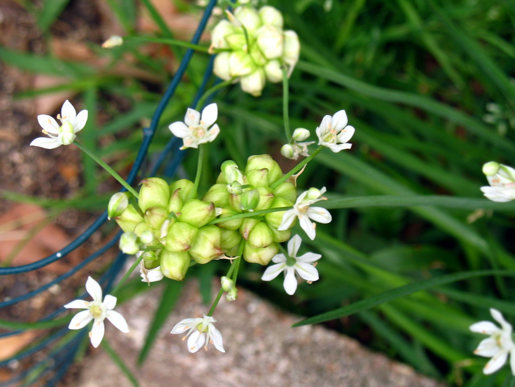 Wild Onion 2 Wild Onion Allium drummondii in my yard. Hou… Flickr