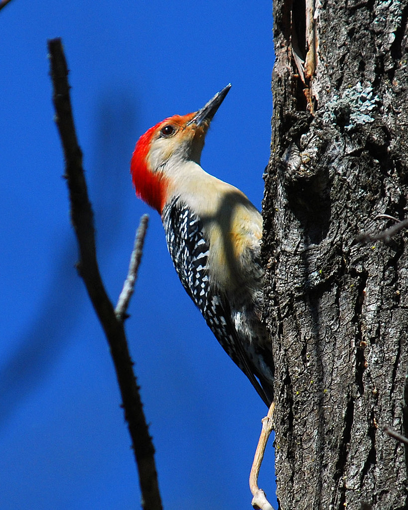 Memphis Pecker Wood! Red Headed Wood Pecker seen pecking t… Flickr