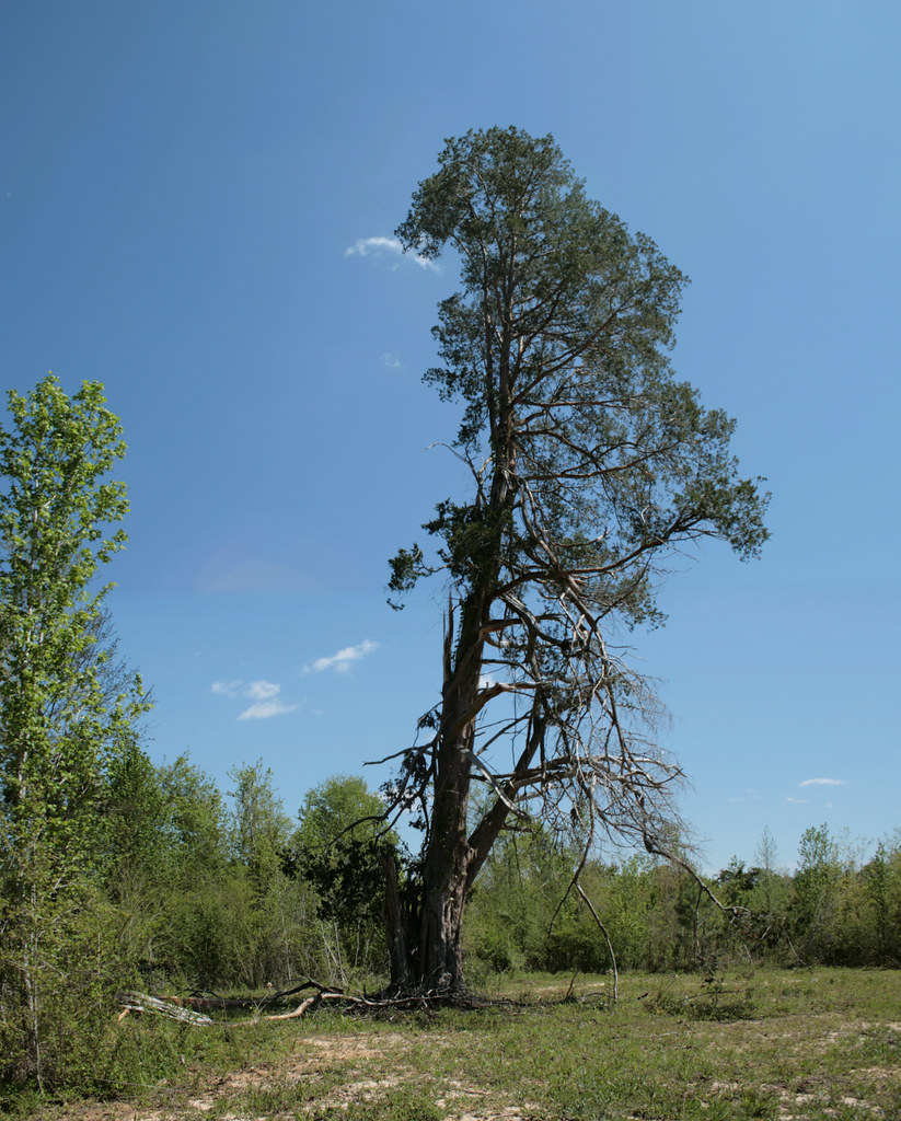 Cedar A tree damaged in a storm See where this picture was… Flickr