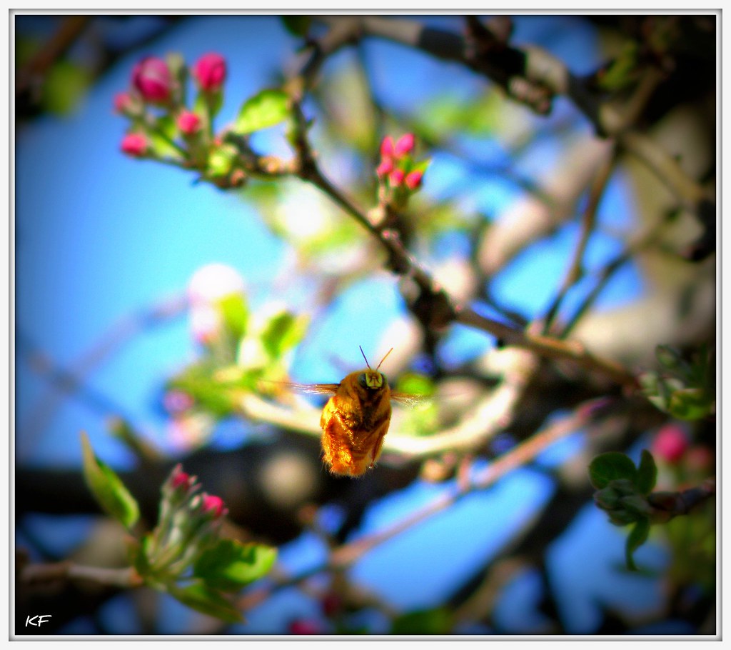 On Black When the flower blooms, the bees come uninvited. Ramakrishna