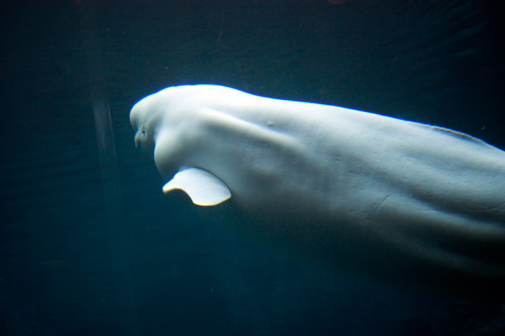 Blubbery Beluga They've got an impressive beluga whale exh… Flickr