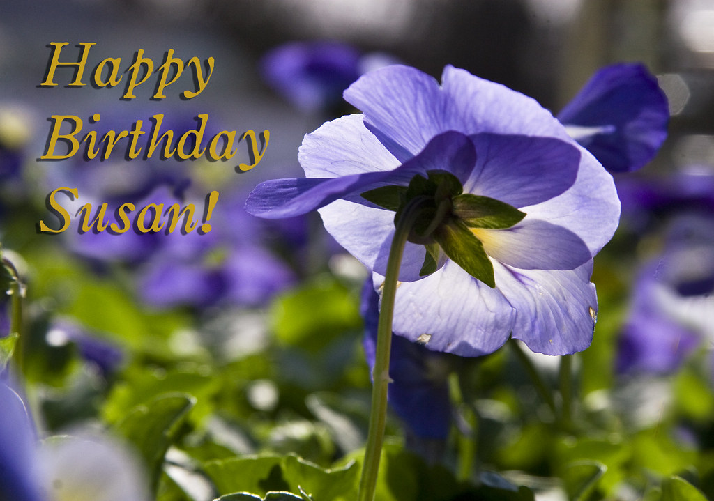 Happy Birthday, Susan one spring flower deserves another..… Flickr