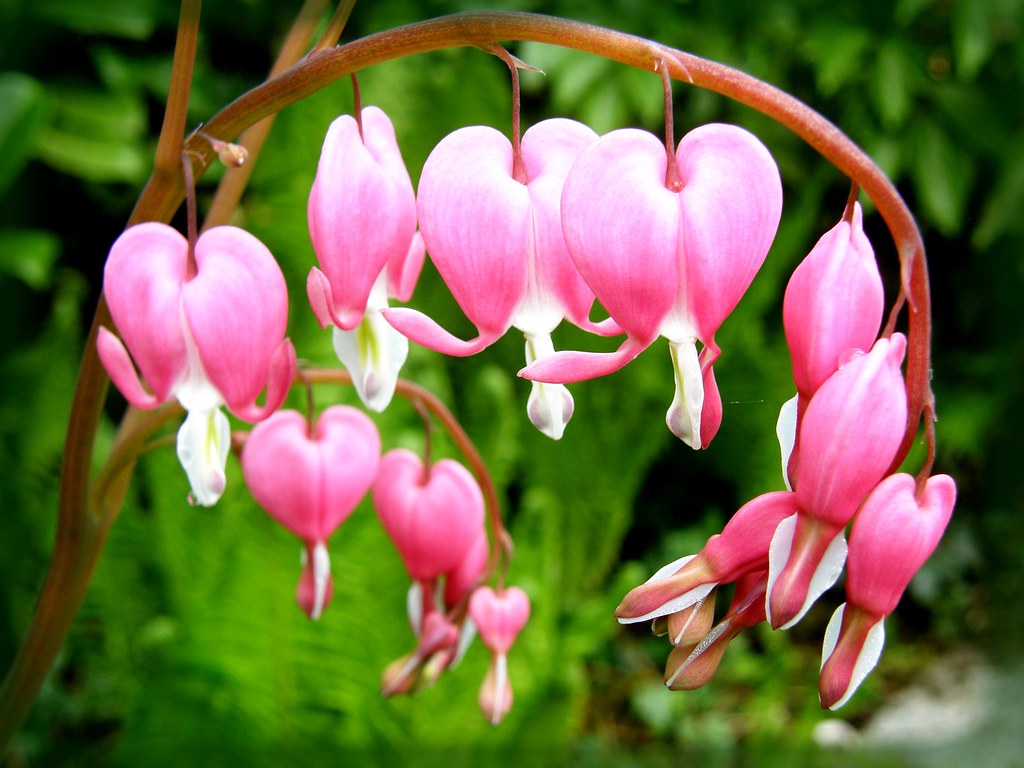 Coeur de Marie / Bleeding heart Dicentra spectabilis L. Cl… Flickr