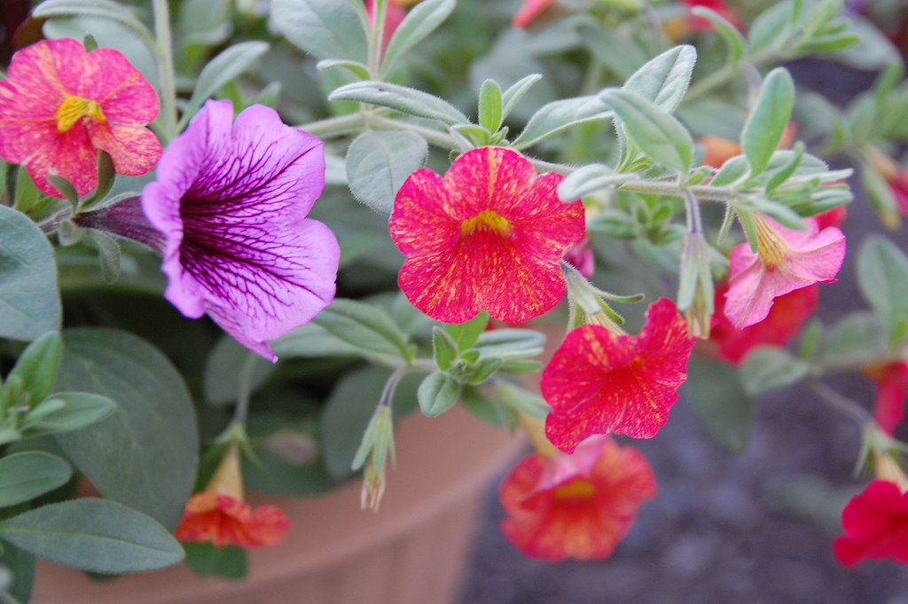 Million Bells and Petunia Mason Farms, Williamson, NY. Mak… Flickr