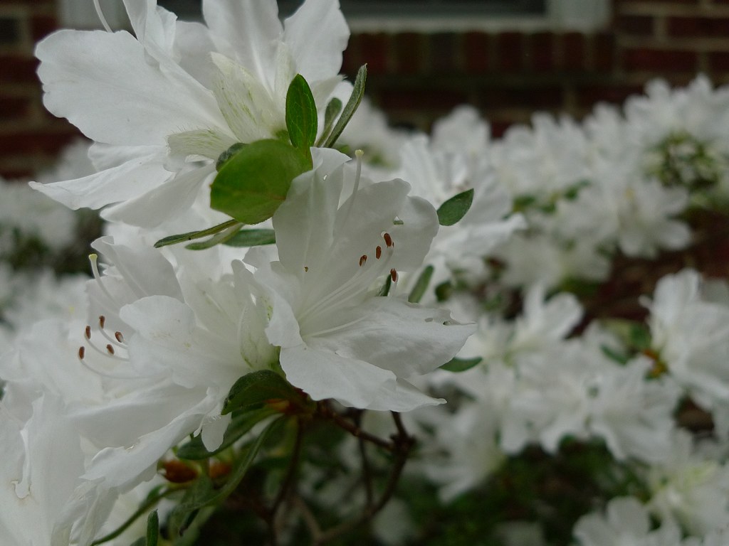 Maryland Flowers Joseph Flickr