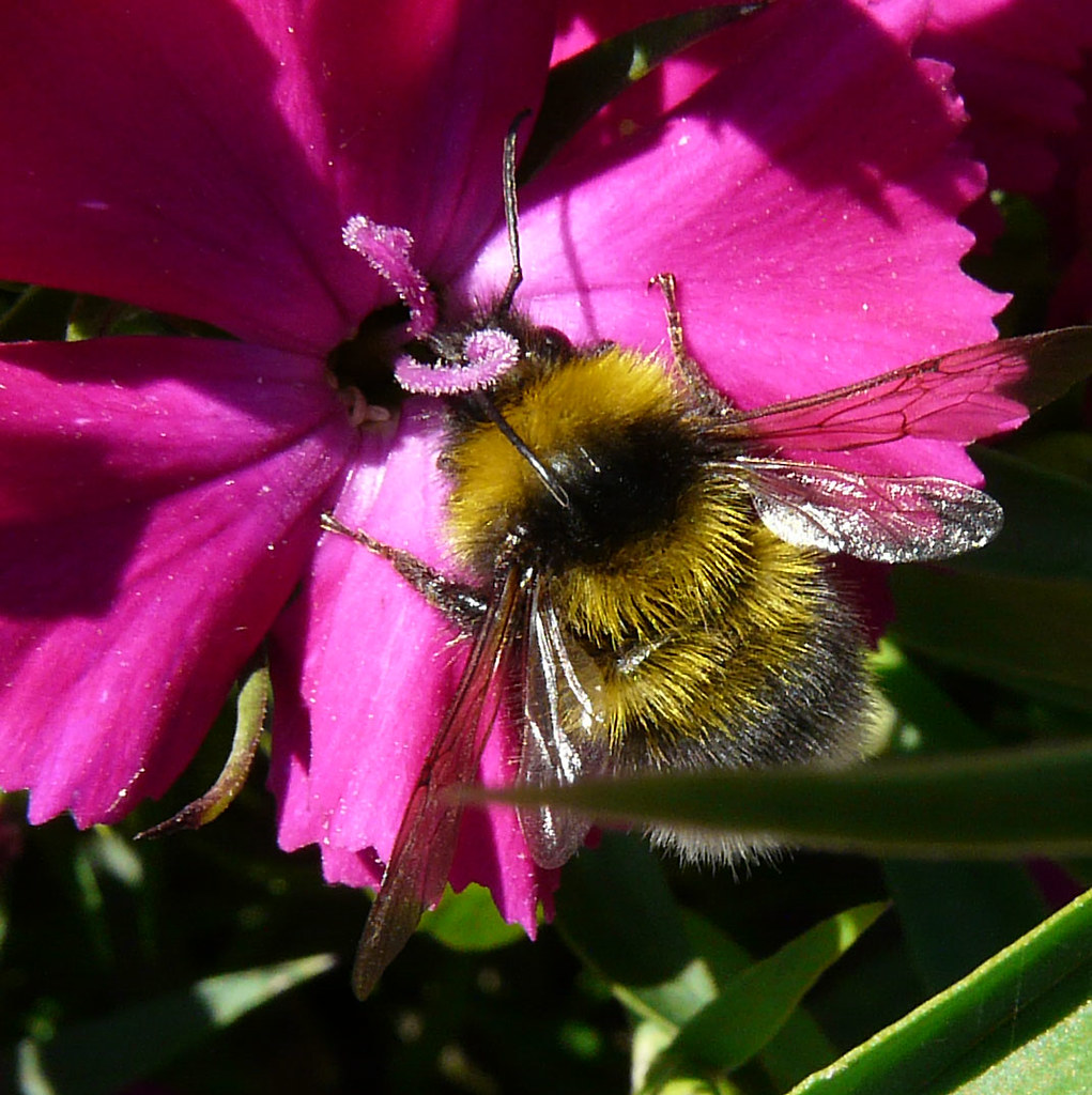 Bee on Dianthus Lots this year. Graham Ramsden Flickr
