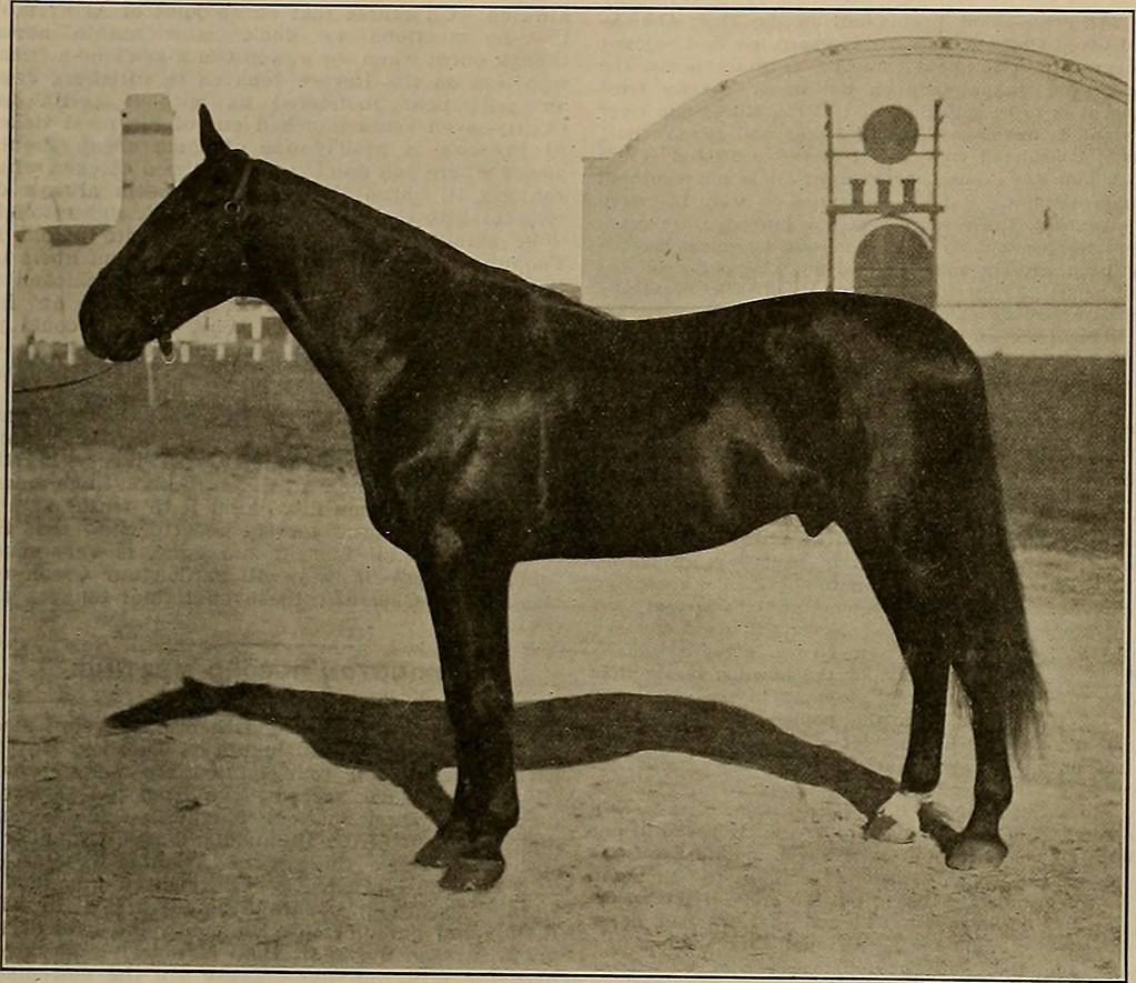 The Size and Variations of Horse Tracks Exploring Track Dimensions and