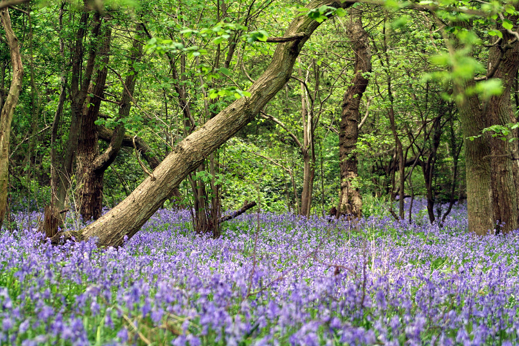 Bluebells in Brampton Woods 13 Steve Byfield Flickr