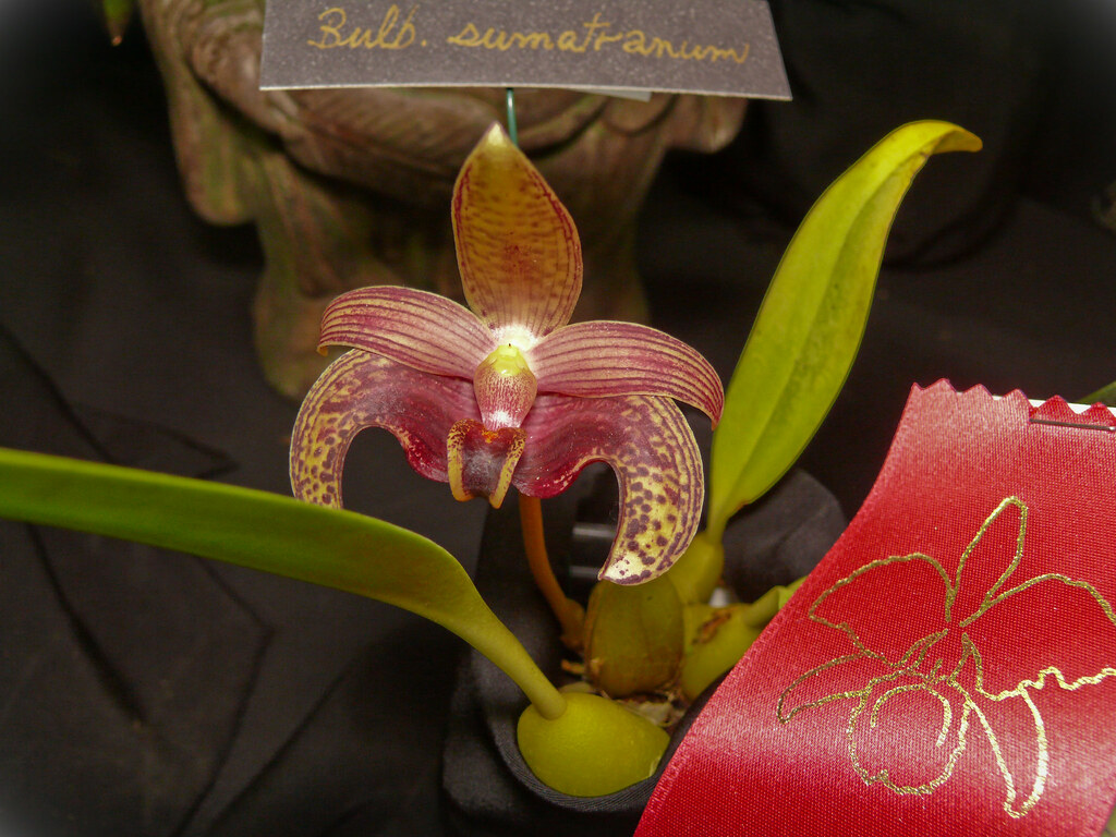 Bulb. sumatranum. Ottawa, On. Ottawa orchid show 2009. Bea… Flickr