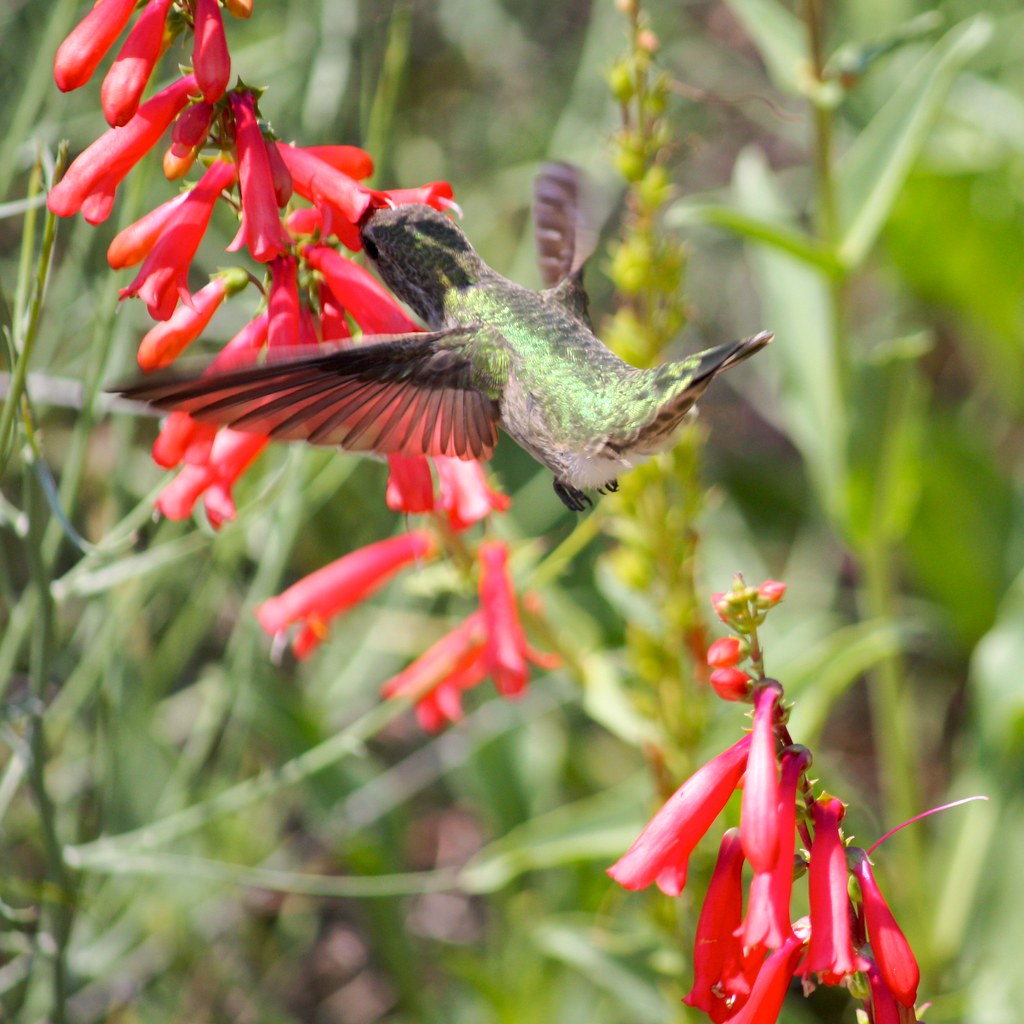 Hungry Hummingbird in Spring A Hummingbird in the Desert B… Flickr