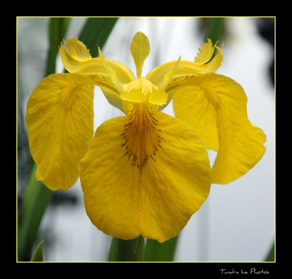 Water Iris 002 Water Iris. These are growing in our pond. Tundra