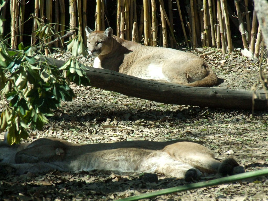 Puma Pumas are an animal that range widely from northwest … Flickr