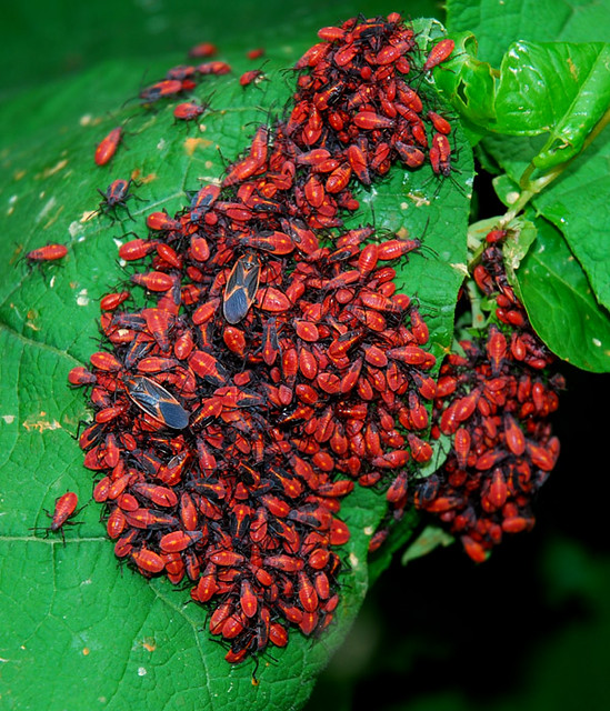 boxelder bugs Iowa City, Iowa Van Truan Flickr