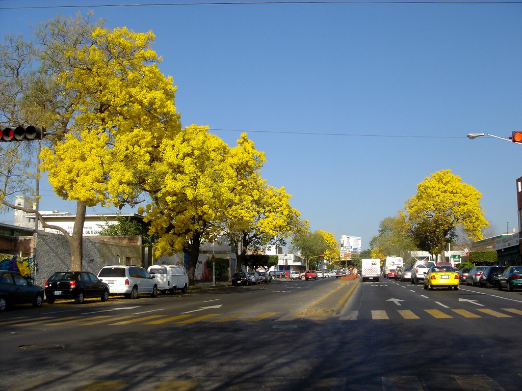 Arboles Primavera(Tabebuia donnellsmithii) Avenida la Paz… Flickr
