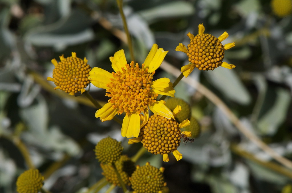 More Brittle Bush Jerry Kirkhart Flickr