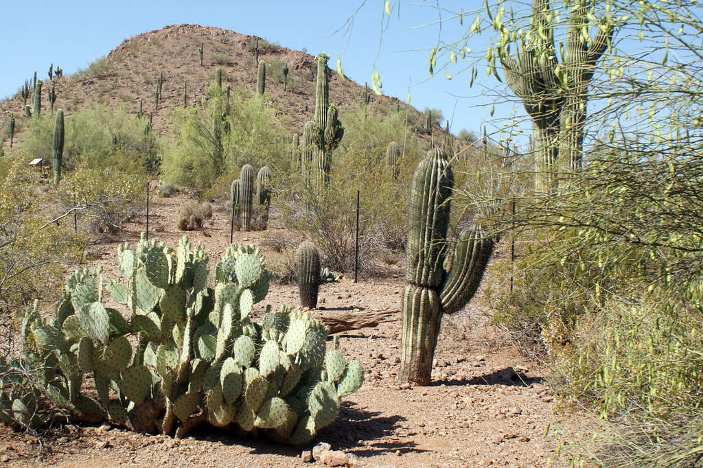 Garden Butte at Desert Botanical Garden Located in Phoenix… Flickr