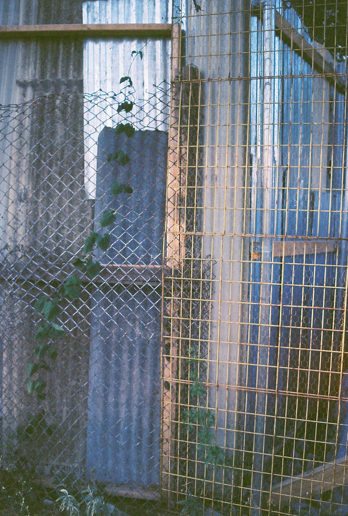 vine and chicken wire a1 dad... Flickr