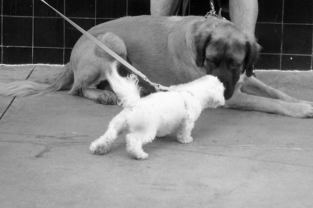small dog, big head Parking in Old Town Pasadena can be ch… Flickr