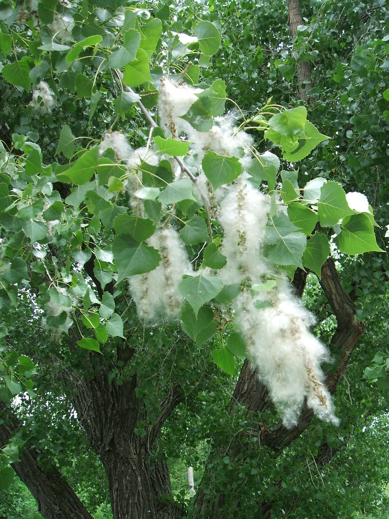 The Reason It's Called "Cottonwood" This is a female cotto… Flickr