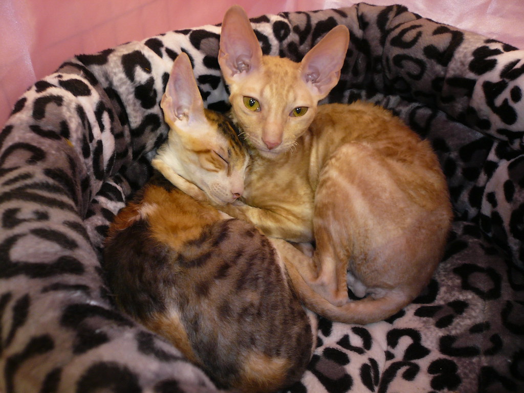 Quails Nest Cornish Rex Cuties Quails Nest Stiletto Martin… Flickr