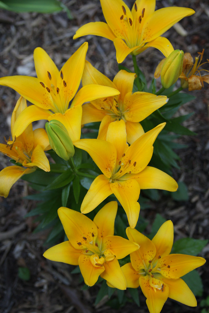 Asiatic lilies In front flower bed, May 31, 2009 Arthur T. LaBar