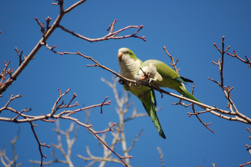 Wild Quaker Parrots in Brooklyn Wild Quaker Parrots in Bro… Flickr