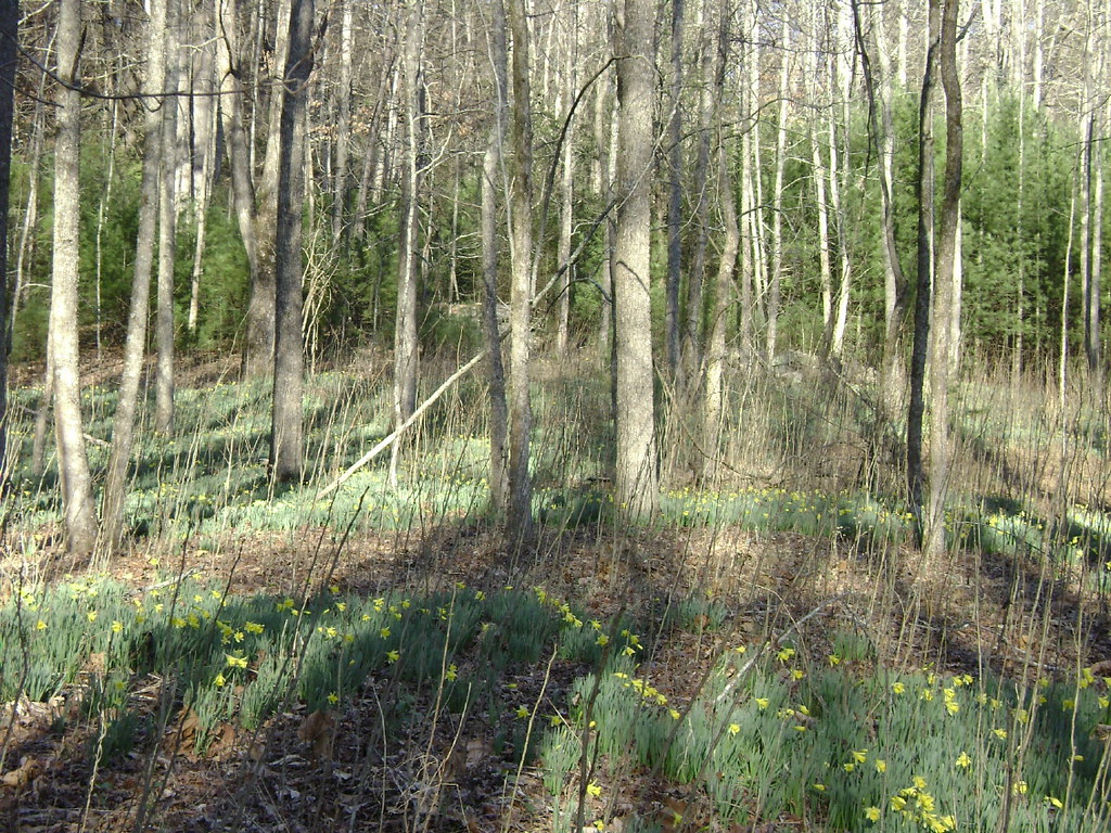 Daffodil Flats 3 ccalhoun68 Flickr