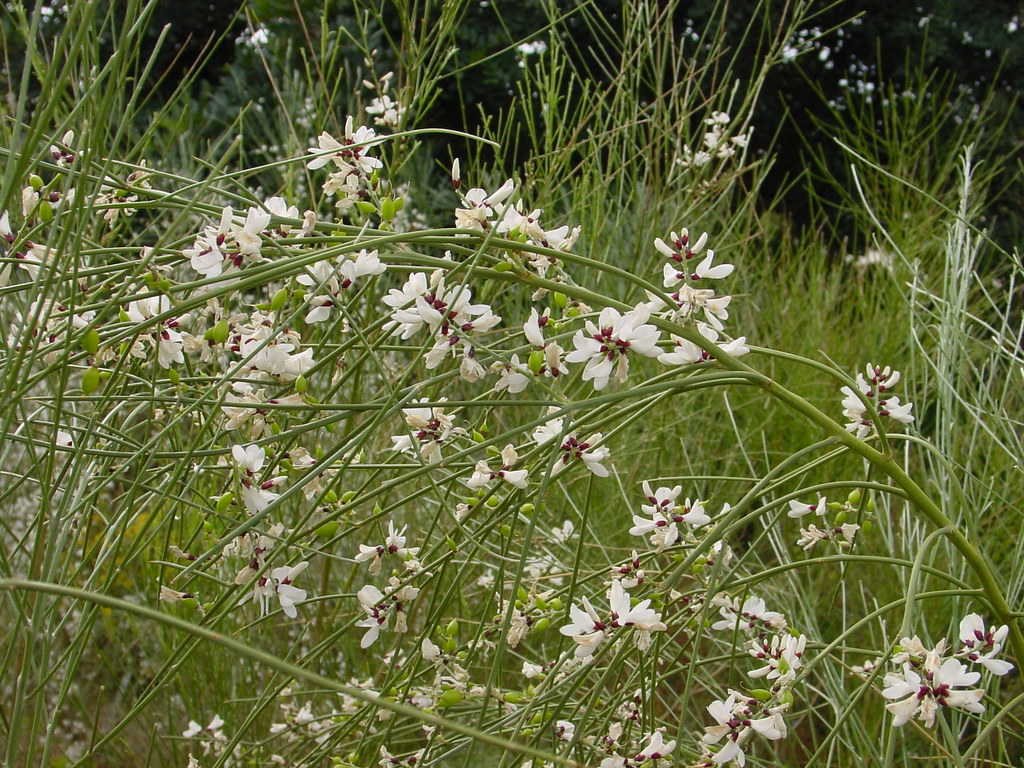 Retama monosperma (Bridal Veil Broom) Karl Gercens Flickr