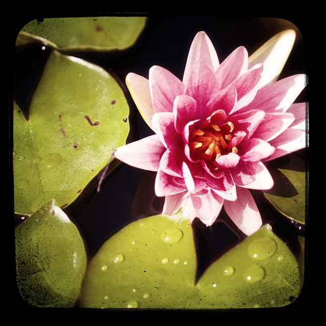 Waterlily Atlanta, by Ansley Simmons This 8x8 in… Flickr