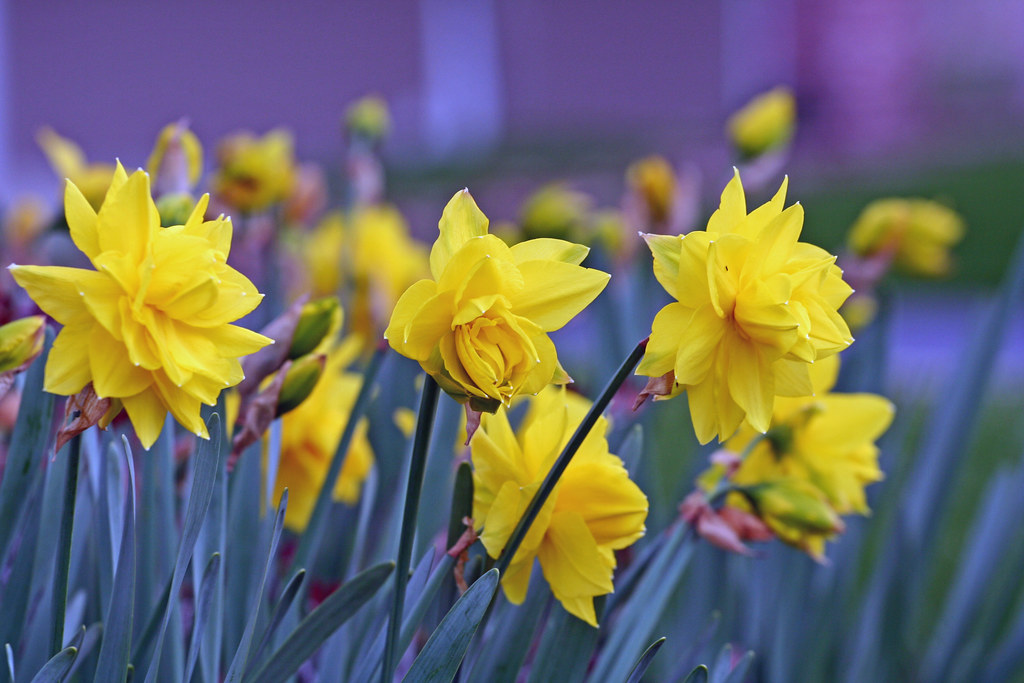 Spring Flowers Some spring flowers in Walnut Creek, CA John