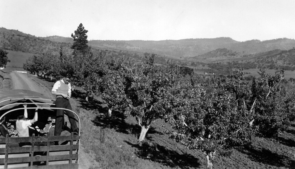 Hillcrest Orchard near Medford, Oregon Original Collection… Flickr