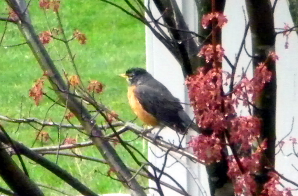 Birds in My Yard Flickr