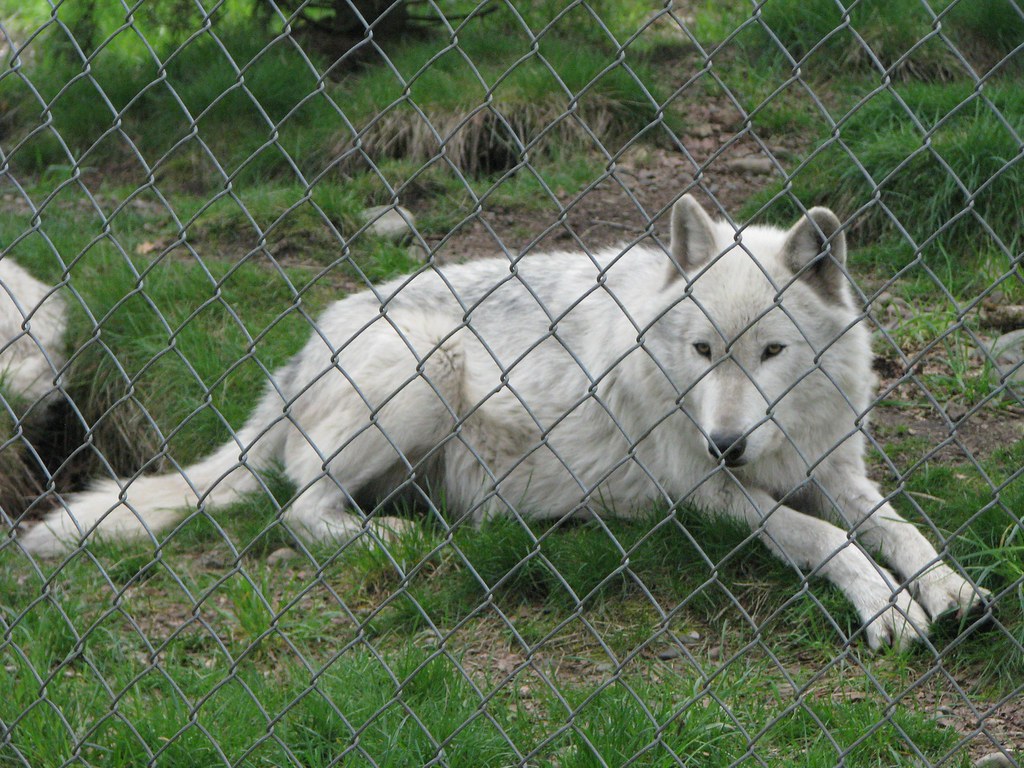 wolf haven 6 Tim Griffin Flickr