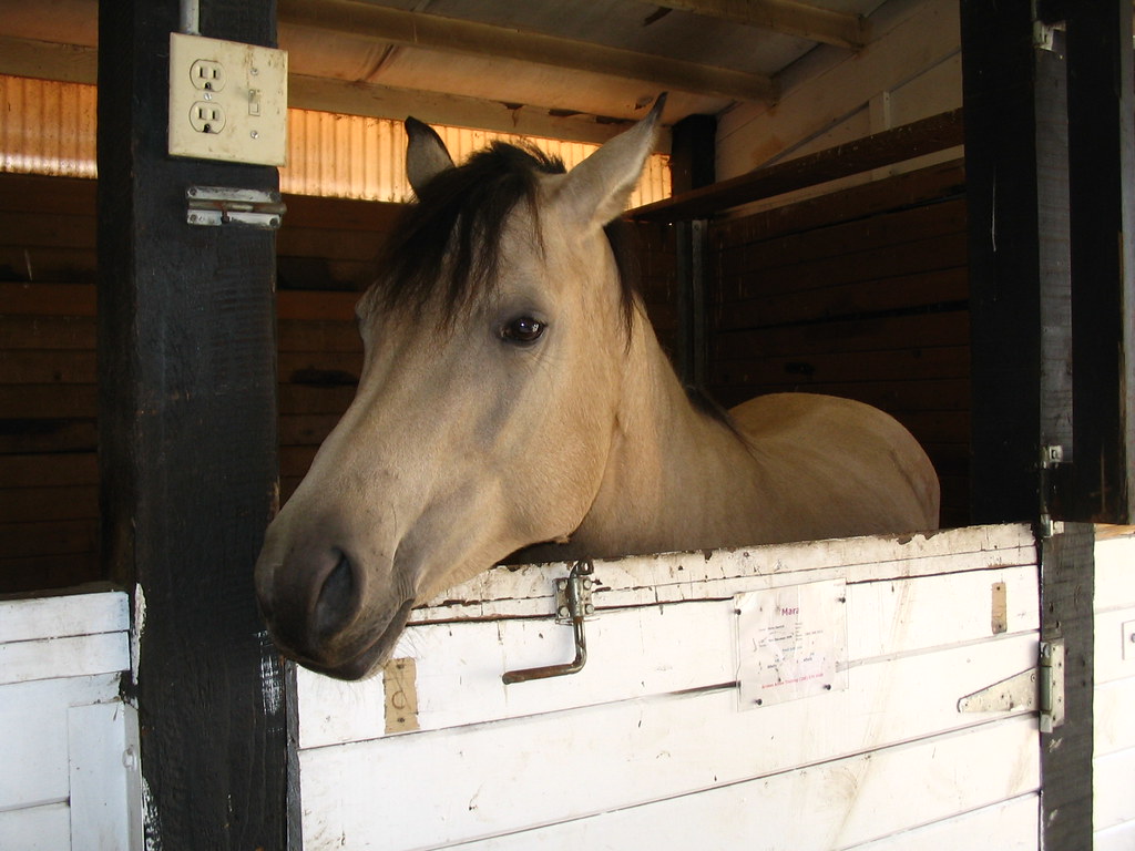 Buckskin mare looking out of her stall window CC0 waiver … Flickr