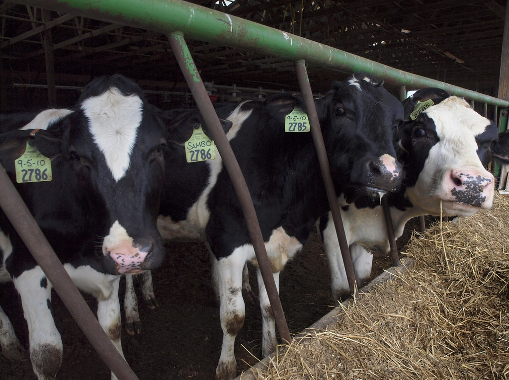 Sambo lunchline Maple Lawn Farms, Fulton, MD David Waldman Flickr