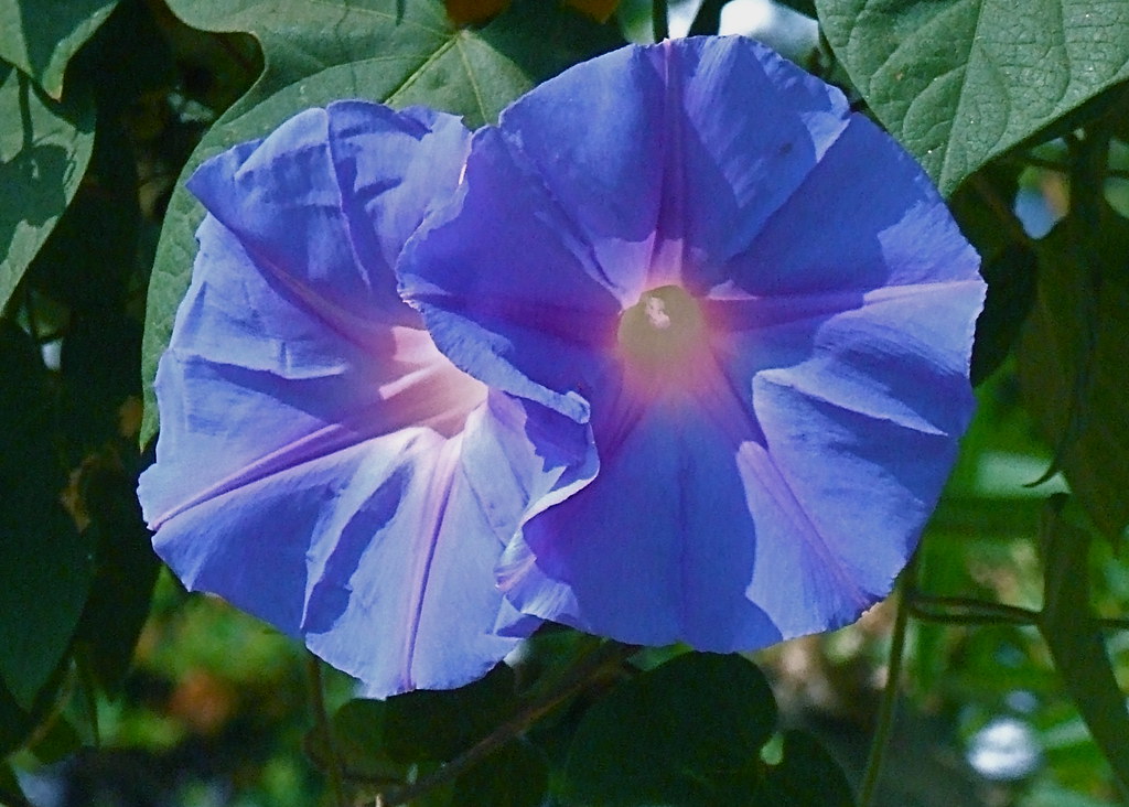 Perennial Morning Glory Drake Garvin Flickr