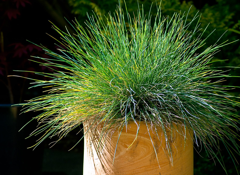 Hairy grass pot plant in my garden Hairy grass pot plant i… Flickr