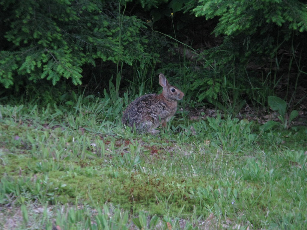 Wild Vermont Lagomorph Snowshoe hare or Cottontail rabbit?… Flickr